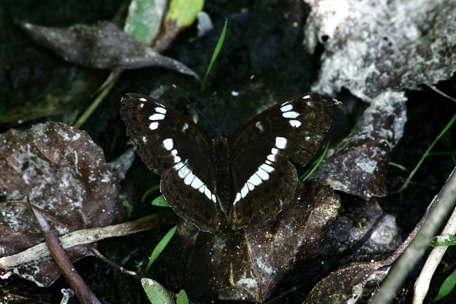 Parco del Ticino 27.6.12